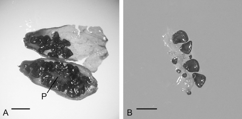 Illustration for article titled This ancient Arctic plant regenerated after being frozen for 32,000 years